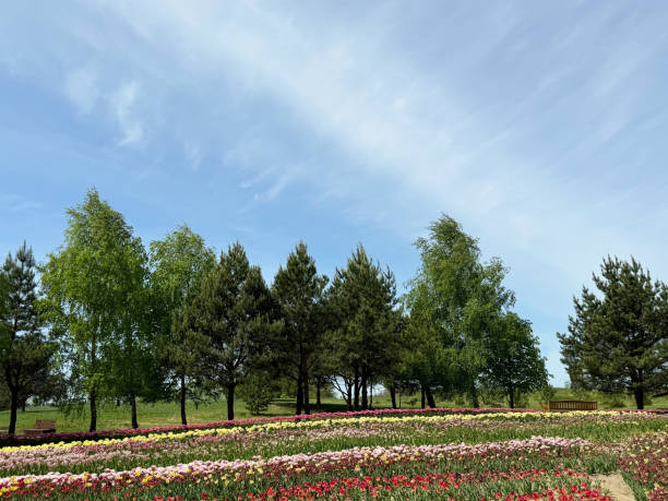 Red, Pink, and Yellow tulips in a garden during the summer.