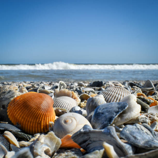 istock Shells and Sea - Beach Fishing Pier 2151593105