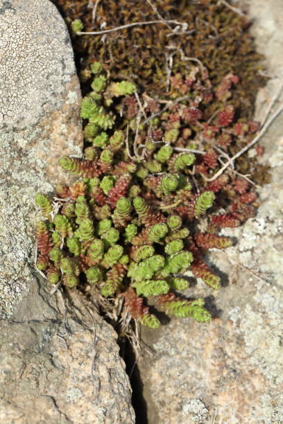 istock Small sedum on the stone 2151593889