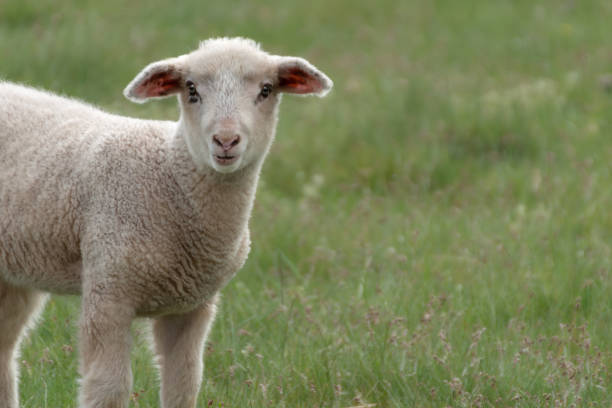 istock A cute baby sheep on a green meadow 2151594369