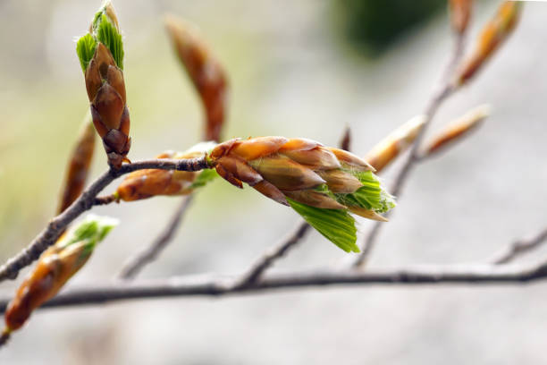 Green leaf of beech tree