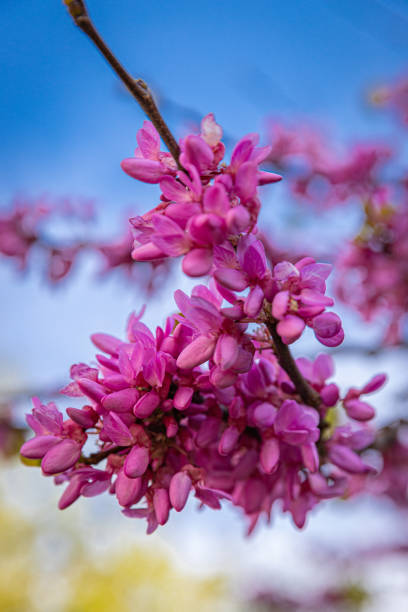 A tree branch with lila flowers towards the blue sky.