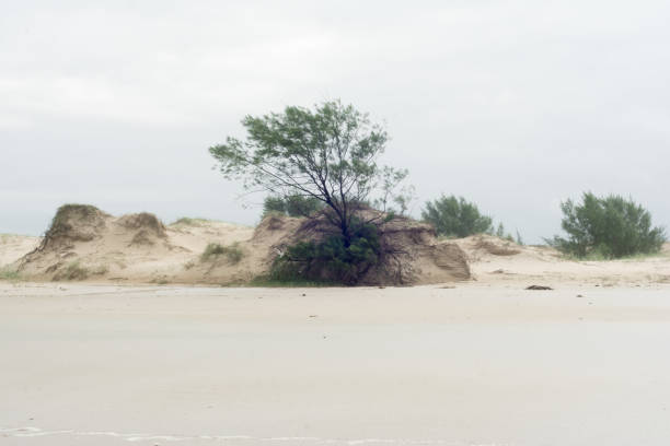 Silhouette of a tree in a dune area