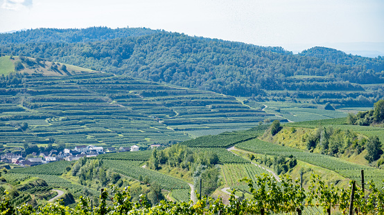 View over the vineyards on the Kaiserstuhl