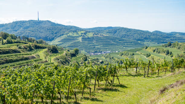View over the vineyards on the Kaiserstuhl