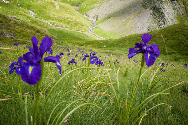 A meadow full of lily flowers, a typical flower of the Pyrenees.