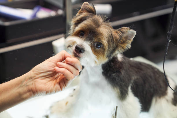 istock Cute dog looking at camera in grooming salon 2151600139