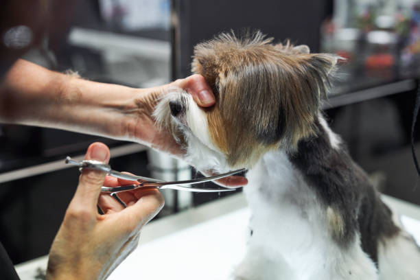 istock Faceless groomer doing haircut for dog 2151600170