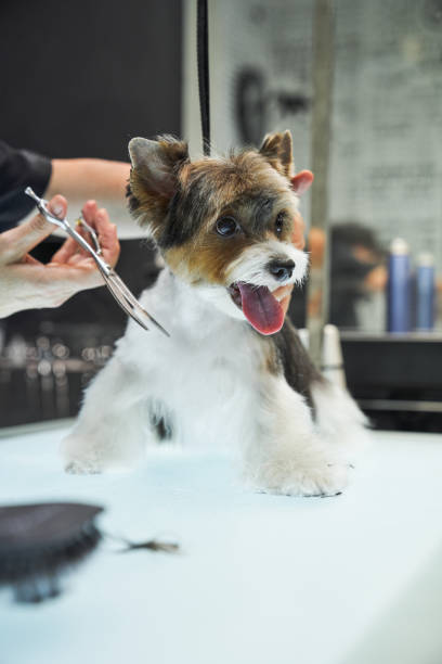 istock Crop groomer doing haircut for dog 2151600193