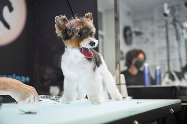 istock Cute dog standing on table in grooming salon 2151600265
