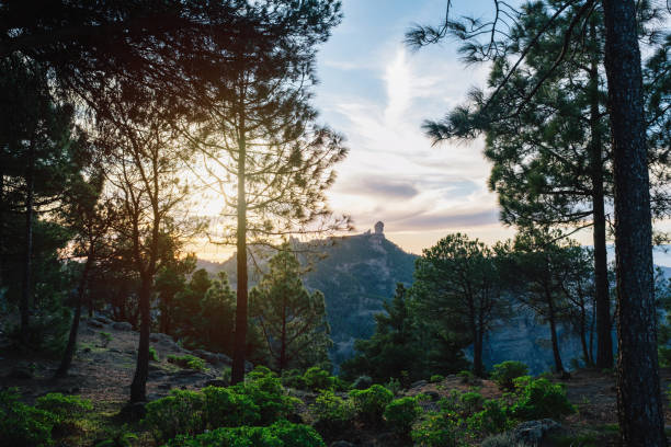 A forest with a mountain in the background. The sun is setting and the sky is cloudy. The trees are tall and green