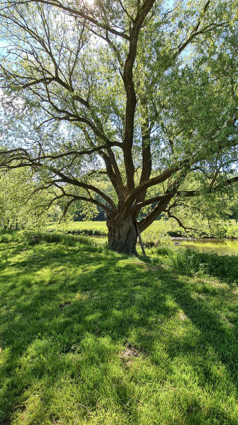 istock Tree Grass Green Summer Sunshine Meadow shadow 2151600700