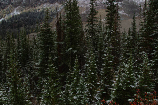 Beautiful mountain full of snow-covered pine trees in autumn.