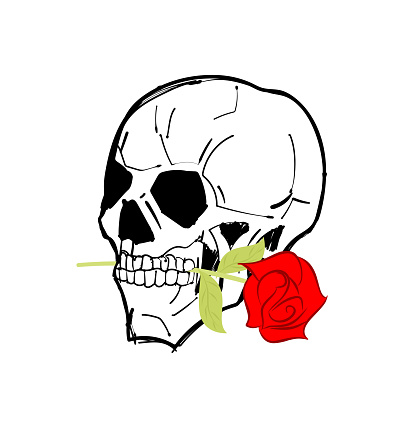 Skull with rose in teeth. Skeleton head and flower