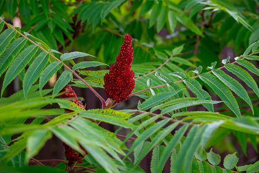 Close up of a red flower on a Sumac tree with green leaves