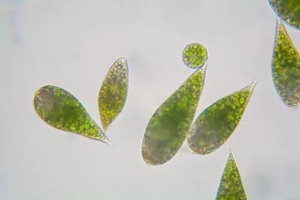 Photo of Euglena under the microscope