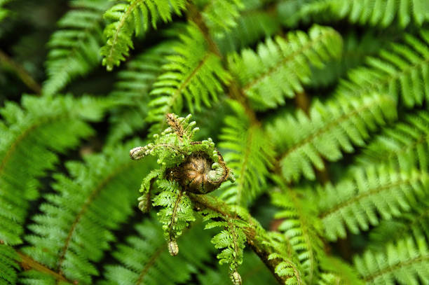 istock Unfurling young fern leaf 2151604231