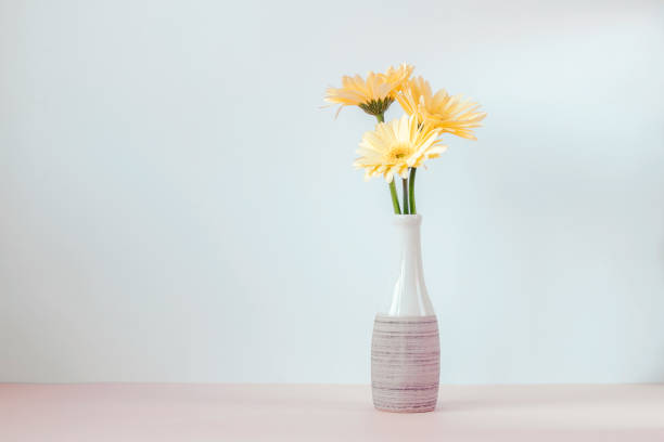 istock Yellow gerbera daisy flowers in vase against white wall. Copy space 2151605129