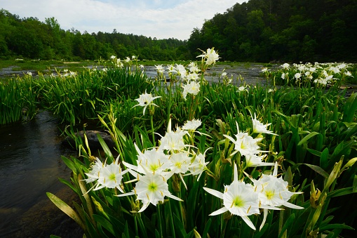 Close-up of white organic narcissus growing in a nurserey field, along the central California Coast.