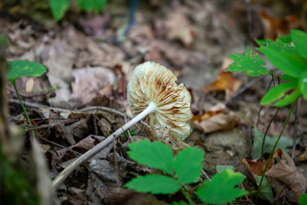 Mushrooms found alongside a hiking trail in Ontario.
