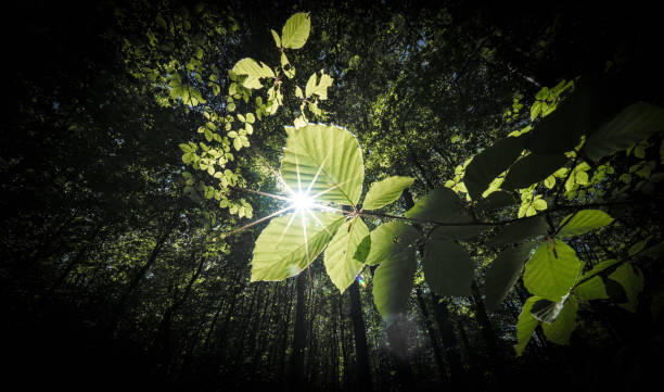 Summer Sun Shining Through Canopy Of Tall Trees. Woods Background. Summer Forest Landscape. Summer Trees Woods. Green Lush Thick Leaves. Bright Scorching Sun. Summer Forest Landscape.