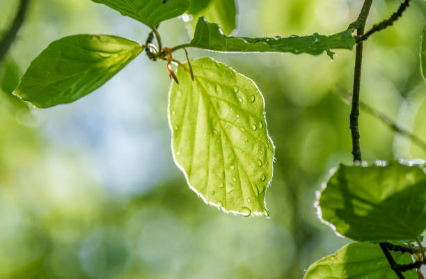 Closeup photo of a green leaf from a flowering plant with water drops on it, showcasing the intricate details of a terrestrial plants structure