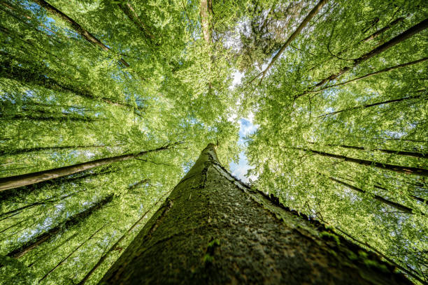 Observing a tall deciduous tree with lush green leaves in a natural landscape, sunlight filtering through the canopy onto the groundcover of grass and twigs, showcasing a variety of tints and shades
