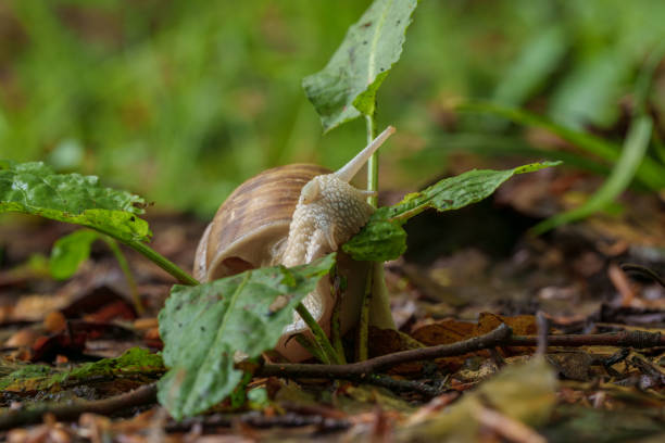 A terrestrial animal, the snail, is consuming a green leaf from a plant on the natural landscape. Snails and slugs are molluscs that feed on vegetation