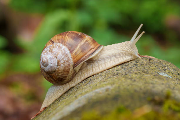 A terrestrial organism, the snail, is slowly moving across a rock amidst a grassy natural landscape. Its shell blends in with the wood and plants around