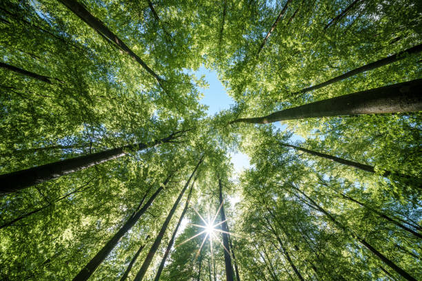 istock Sun peeking through trees in forest, casting beautiful shades on the ground - sustainability 2151606990