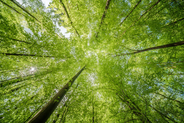 istock Sun peeking through trees in forest, casting beautiful shades on the ground - sustainability 2151607096