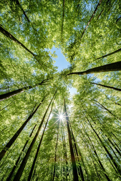 istock Sun peeking through trees in forest, casting beautiful shades on the ground - sustainability 2151607123