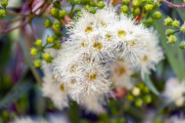 Flowering Eucalyptus tree in springtime with soft, white flowers and buds, background with copy space, full frame horizontal composition