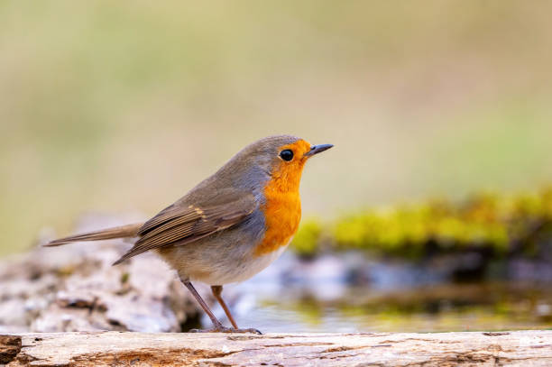 istock Garden Birds. Robin Erithacus rubecula in the wild 2151607982