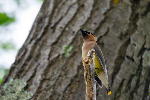 A cedar waxwing sits on a a branch high above.