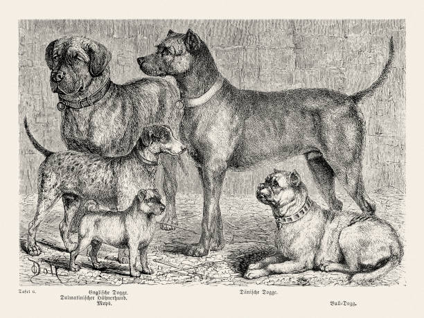 istock Vintage Purebred Dog Illustration. Circa 1876 2151609275