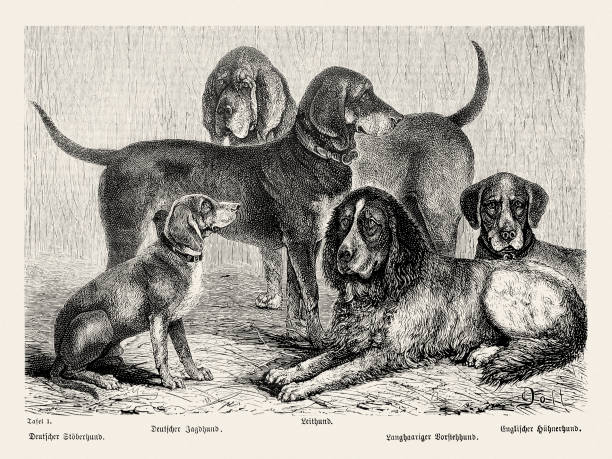 istock Vintage Purebred Dog Illustration. Circa 1876 2151609309