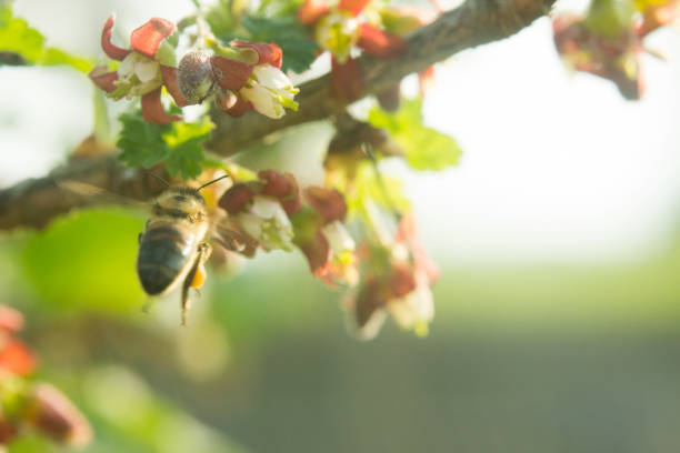 A fly sits beautifully on the flower. Worker bees carry nectar to the hive.