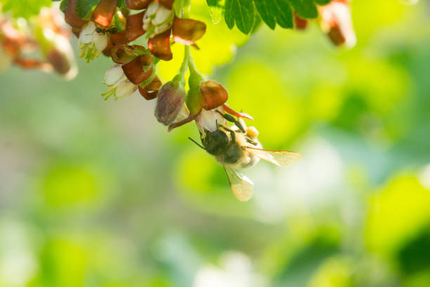 A fly sits beautifully on the flower. Worker bees carry nectar to the hive.
