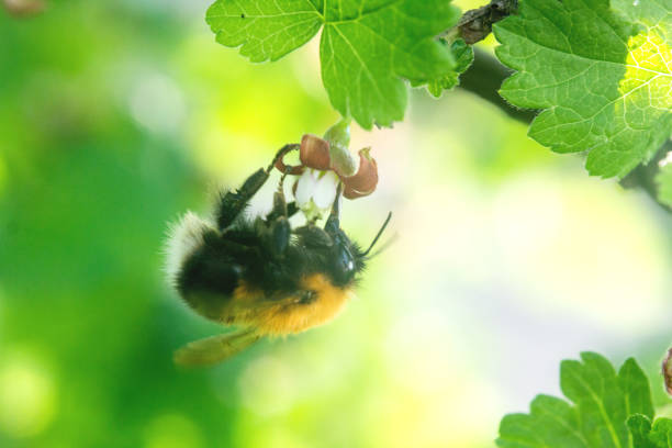A fly sits beautifully on the flower. Worker bees carry nectar to the hive.