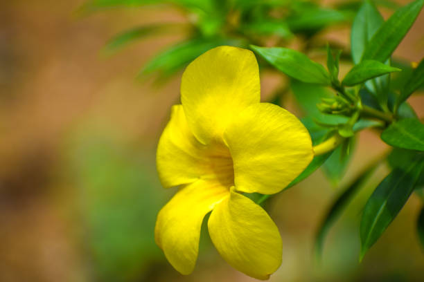 yellow flower with green leaves. The flower has five petals and a dark yellow center. There are also several green leaves visible around the flower.