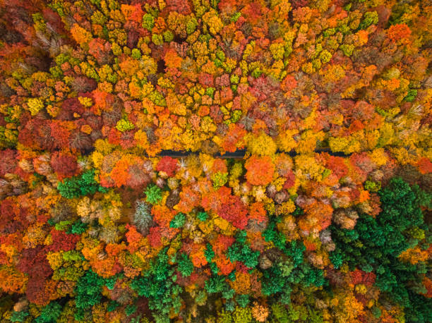 istock Top down view of colorful forest in autumn. 2151612380