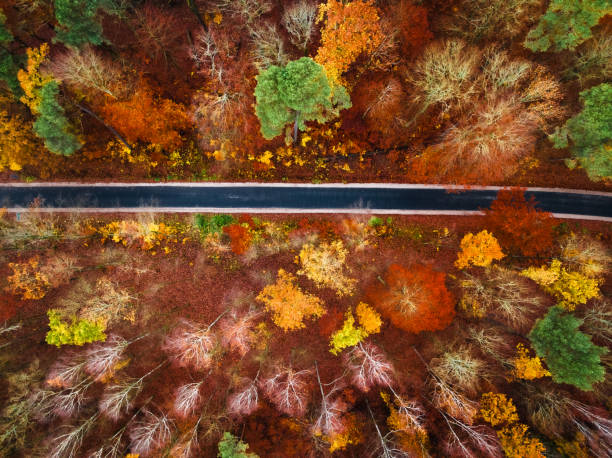 istock Red forest in autumn and dark asphalt road. 2151612428