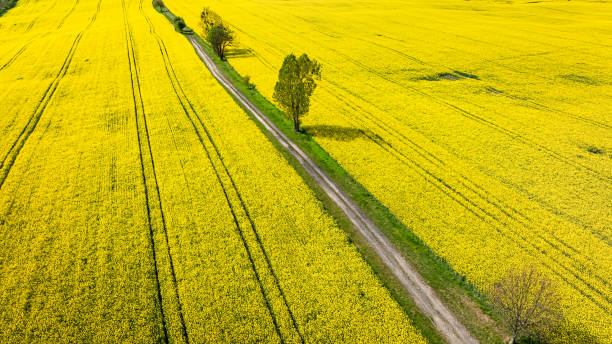 istock Yellow rape flowers and tractor tracks in countryside. 2151613442