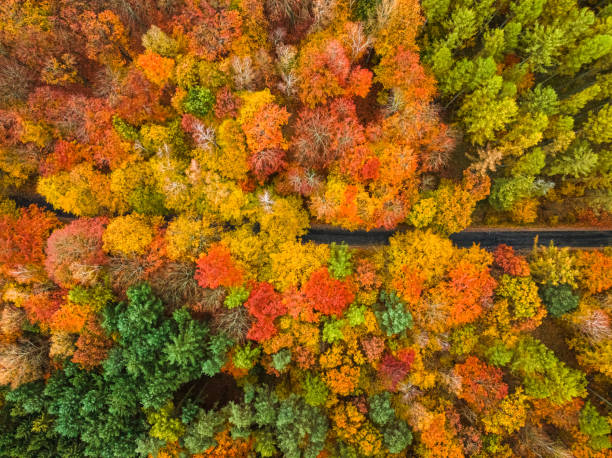 istock Autumn in the forest view from the drone. 2151613520