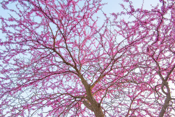 Redbud Tree in full bloom- Howard County, Indiana
