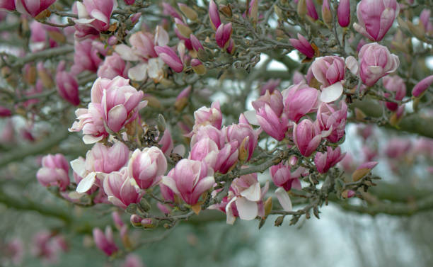 istock Beautiful Spring Tulip-Magnolia tree- Howard County, Indiana 2151614349