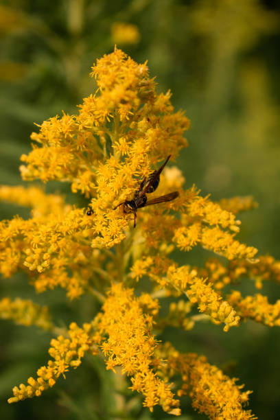 istock Wasp on goldenrod flower. 2151614840