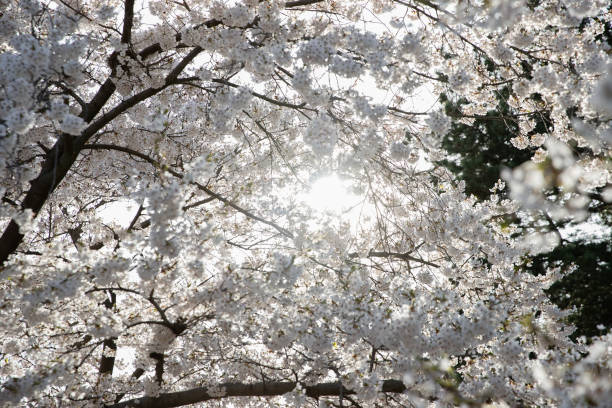 istock The flowering branch of a blossoming cherry tree on a blurred background. 2151614922