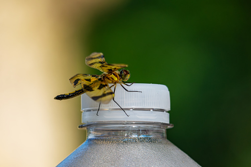 A halloween pennant dragonfly sits lightly on a water bottle.